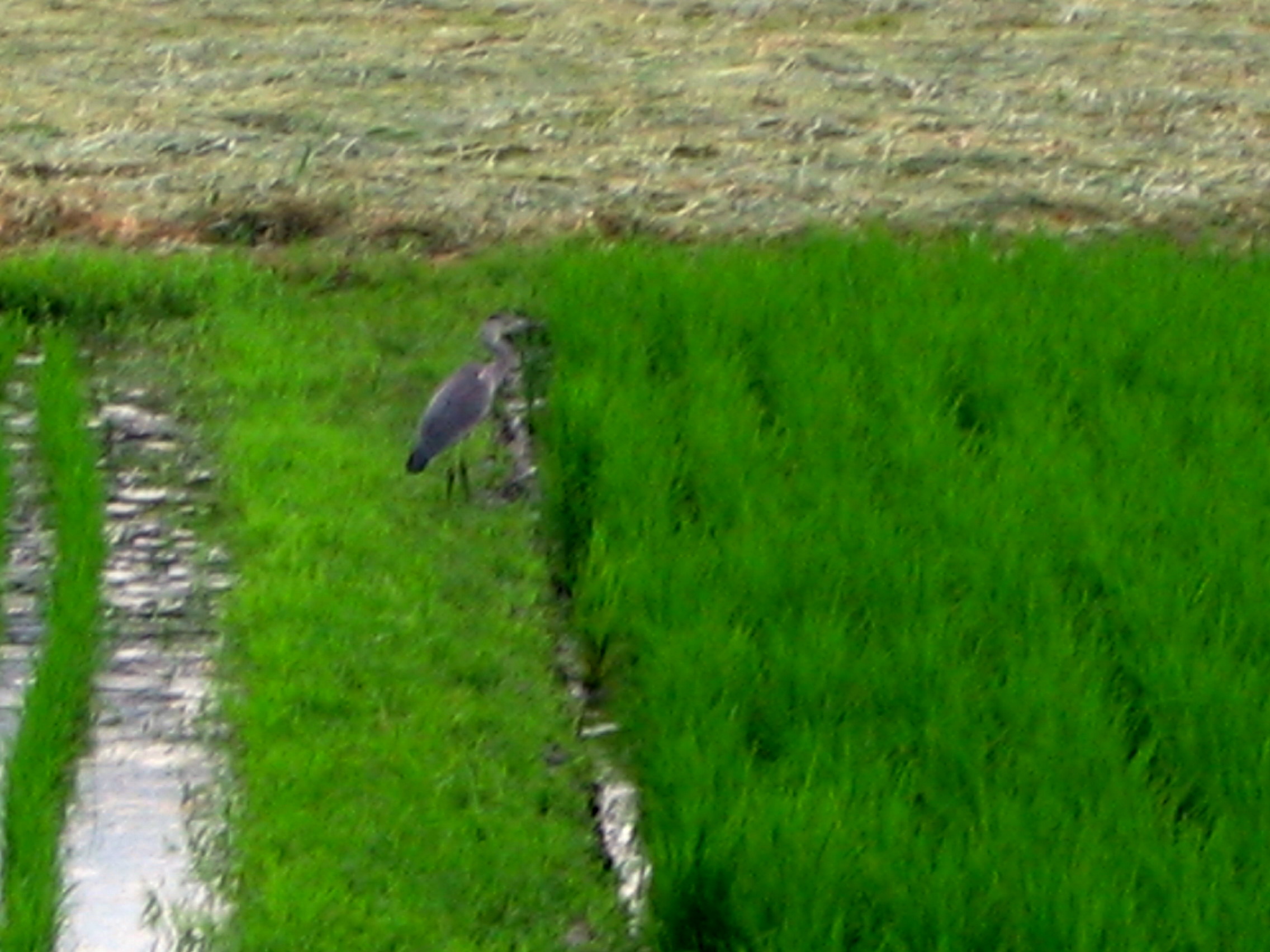 Greenery And Bamboo Stock 04