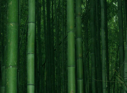 Greenery And Bamboo Stock 09