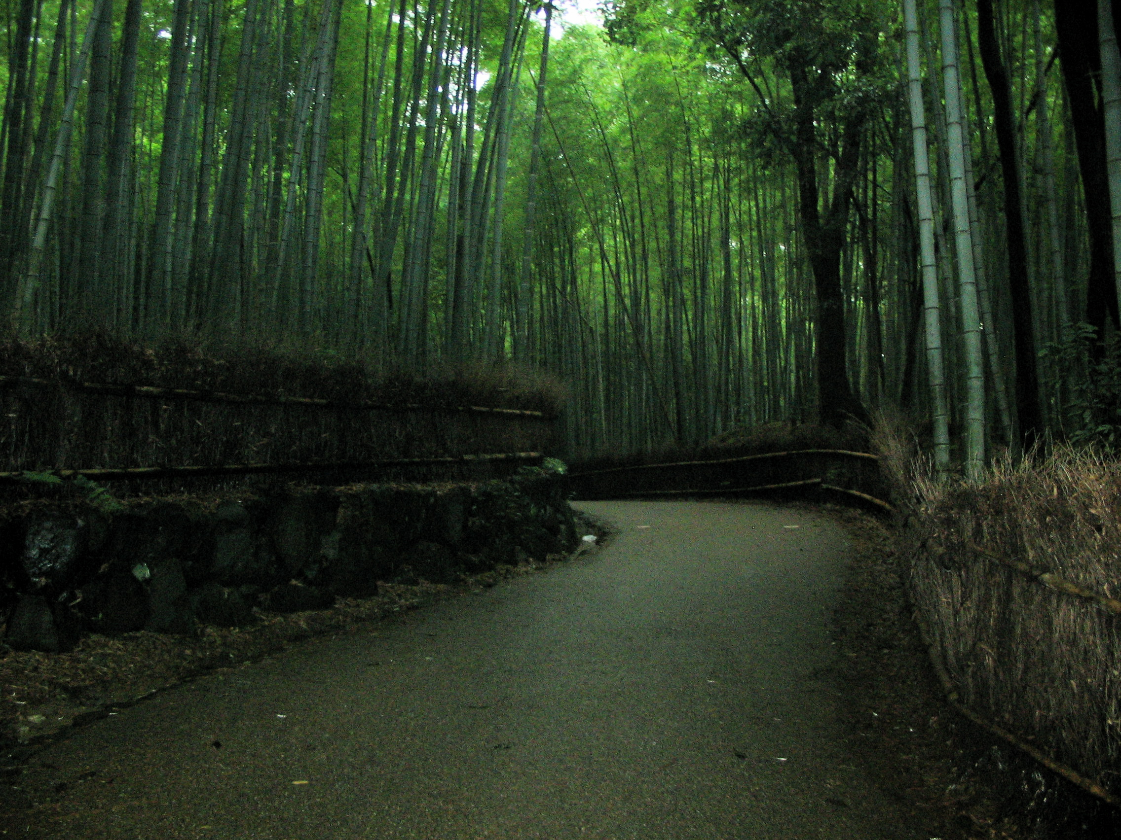 Greenery And Bamboo Stock 17