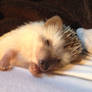 Sleepy hed-gehog