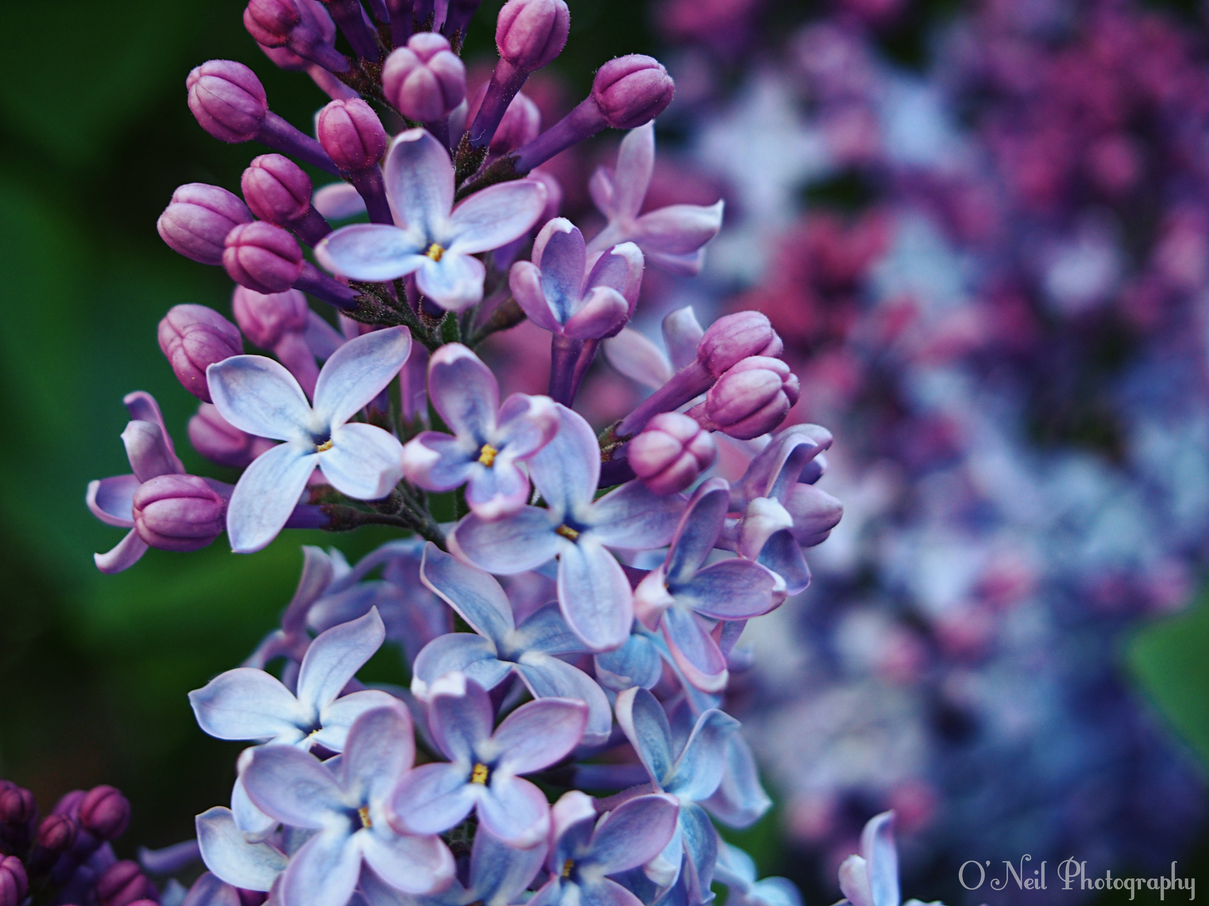 Purple flowers in bloom