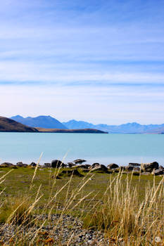 Tussock at Lake Tekapo