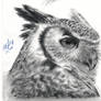 Owly Owl 2