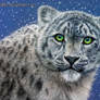 Snow Leopard