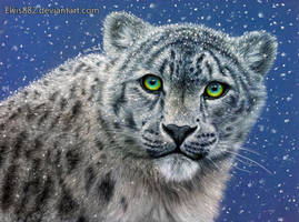 Snow Leopard