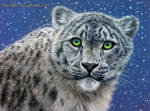 Snow Leopard by CallieFink