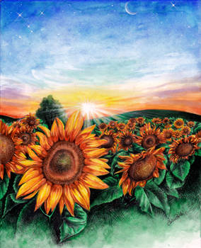 sunflowerfield