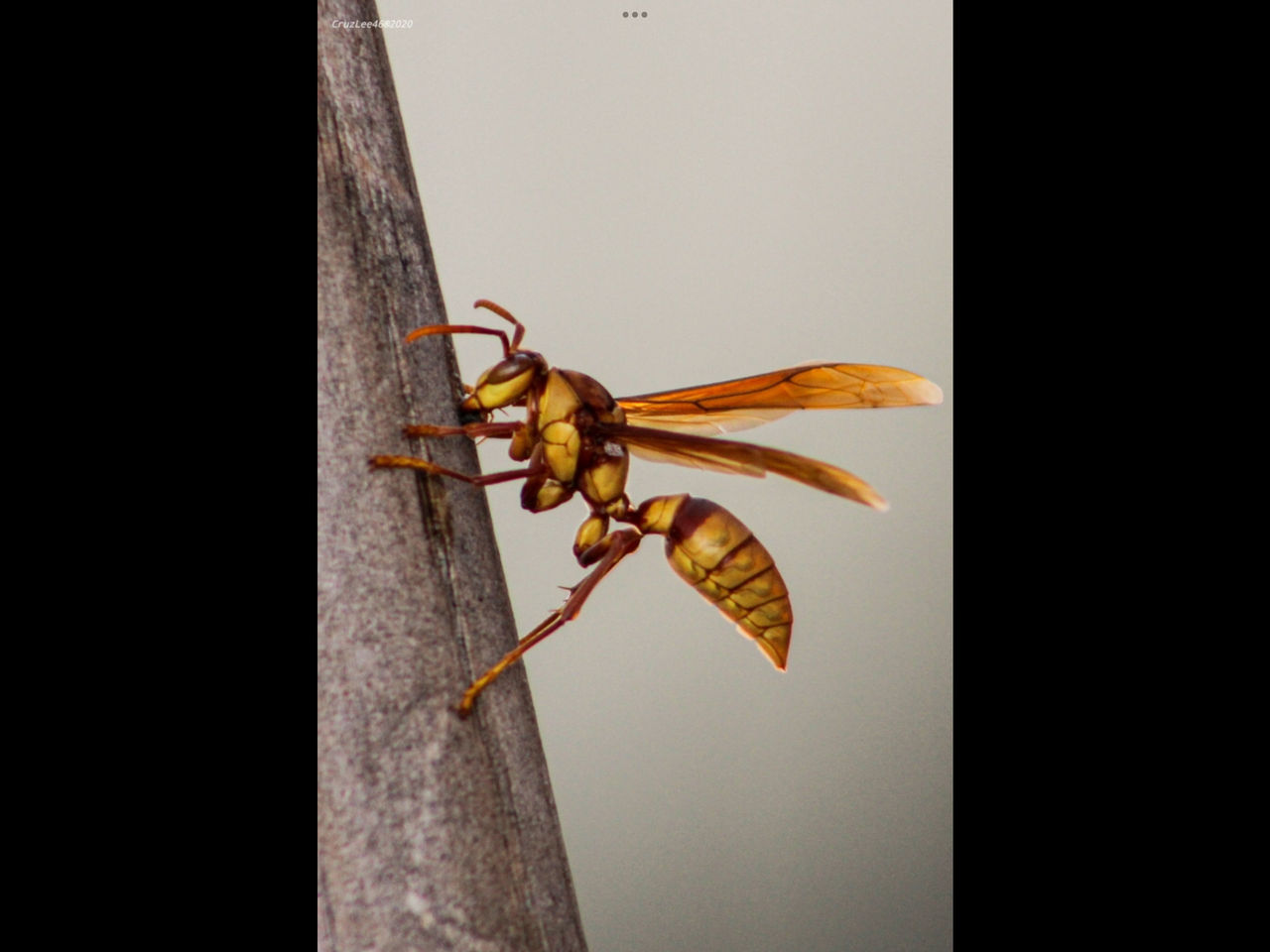 Executioner wasp by thesavagewendigo678 on DeviantArt