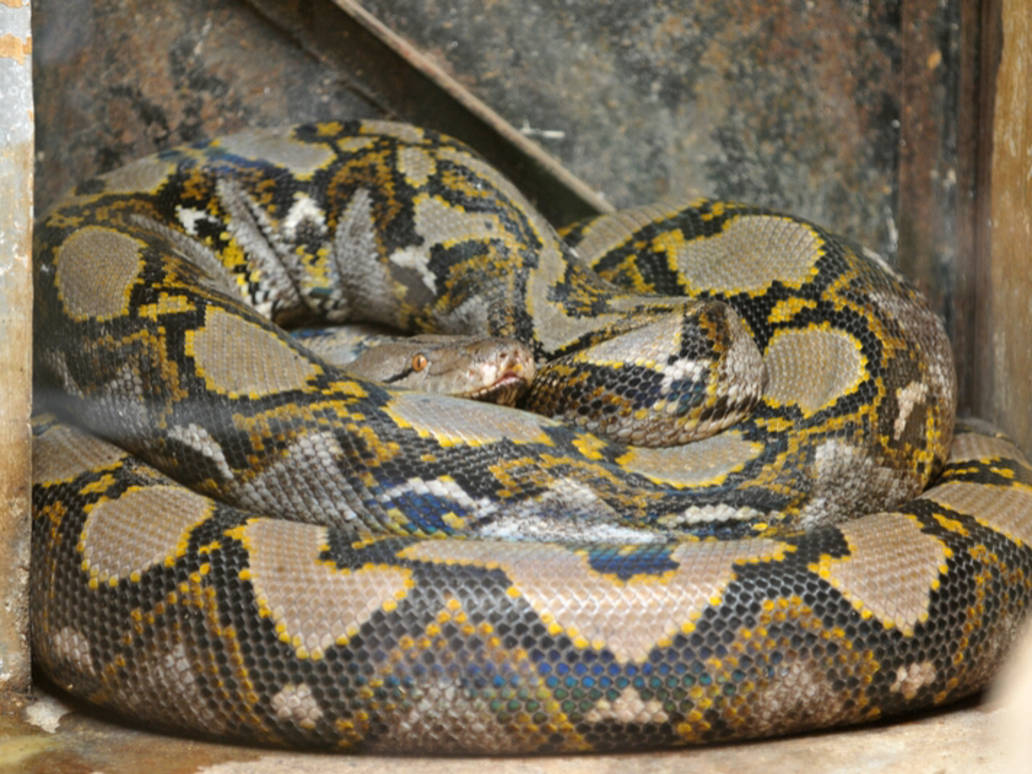 Reticulated python by thesavagewendigo678 on DeviantArt