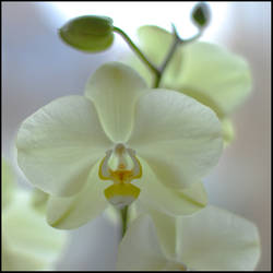 Orchid_01