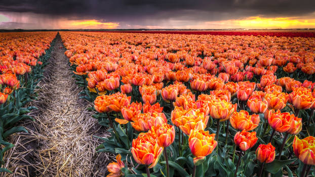 Tulips after the rain