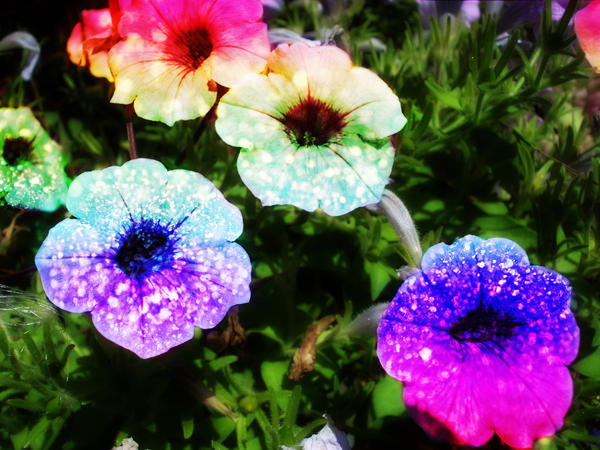 Rainbow Glitter Flowers by LT-Arts on DeviantArt