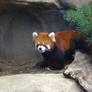Red Panda