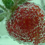 Strawberry Bubbles