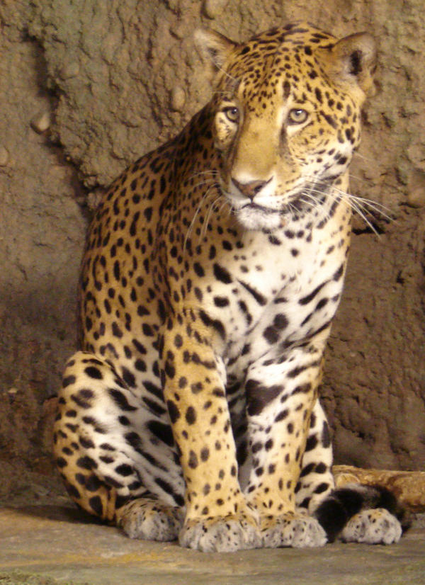 Jaguar