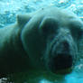 Underwater Polar Bear