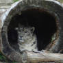 Lazy Snow Leopard