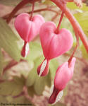 .:Bleeding Hearts:. by LT-Arts