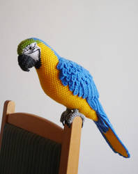 Blue-and-yellow macaw