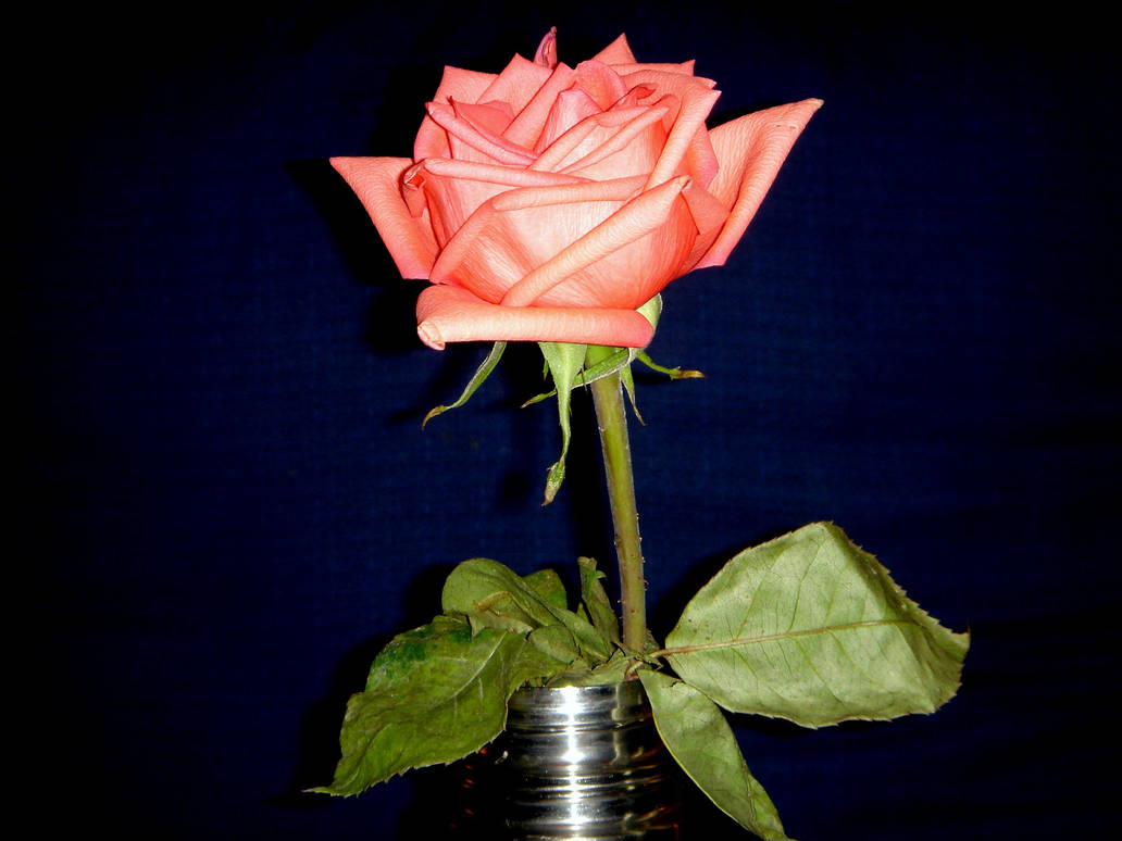 Rose Color by mcb011789