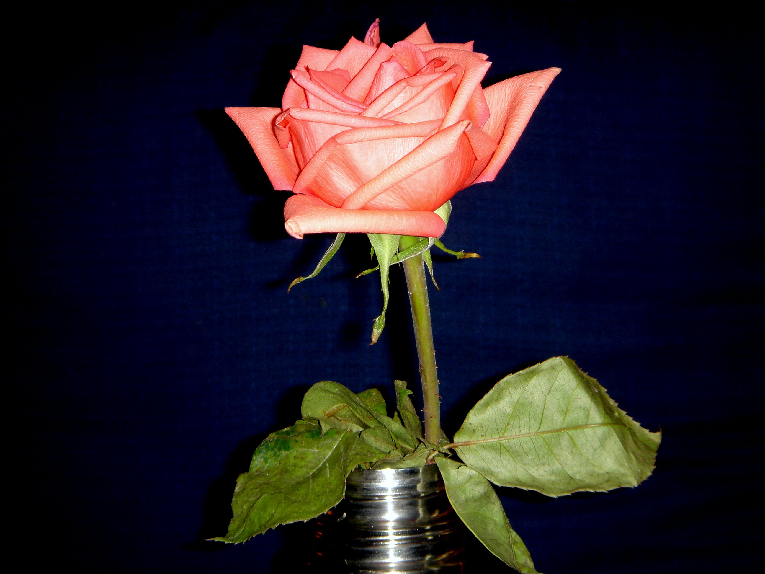 Rose Color by mcb011789