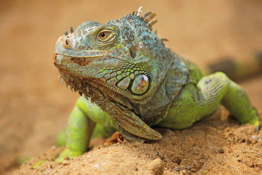 iguana