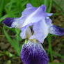 Purple Iris 2