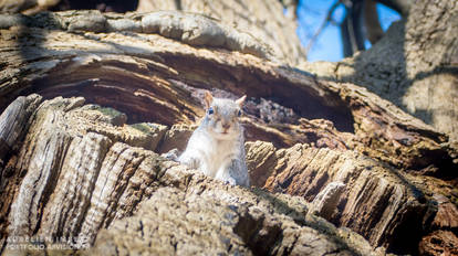 Innocent Squirrel