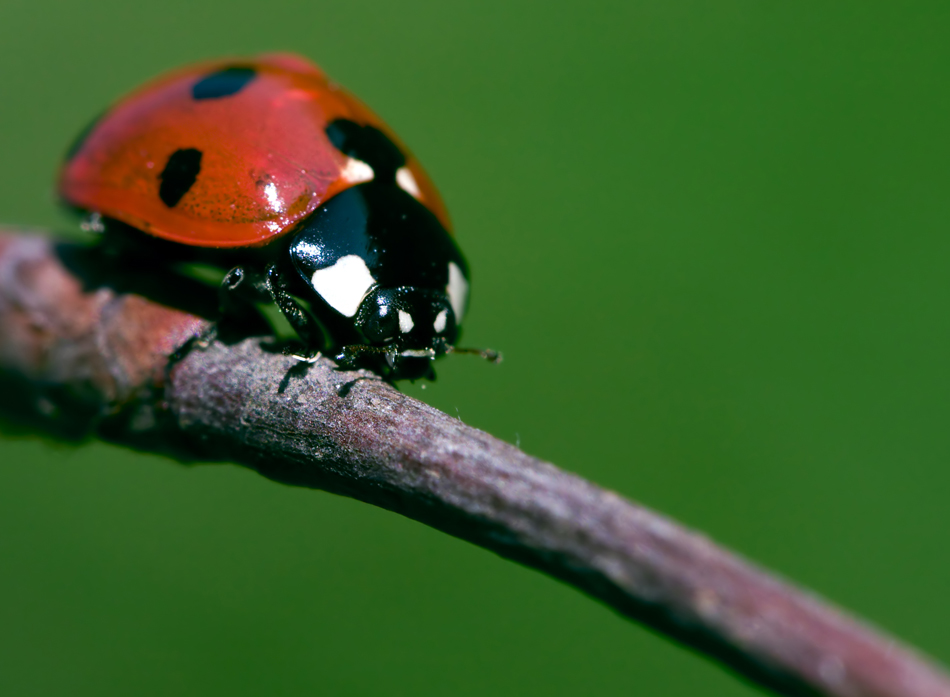 Ladybug