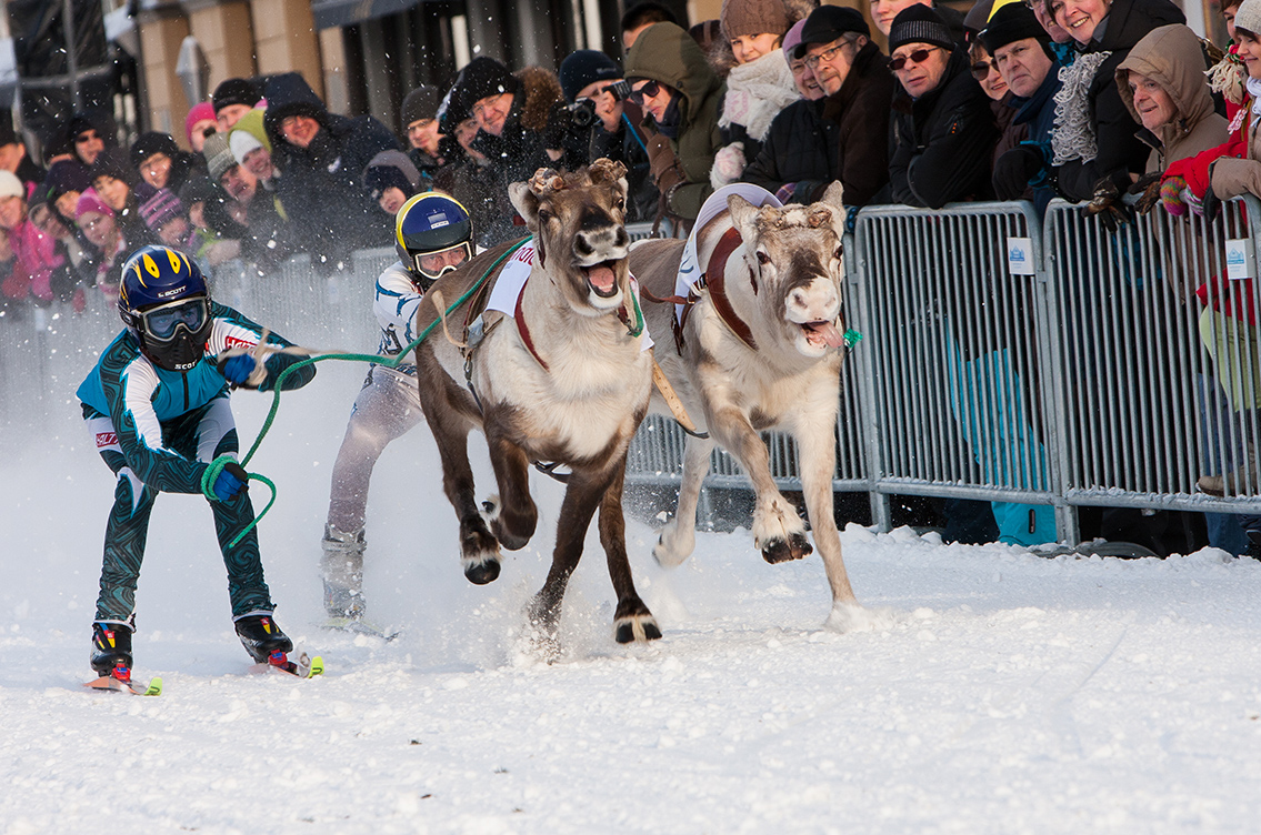 Reindeer Festival