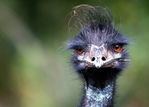 Unimpressed emu