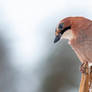 Eurasian jay