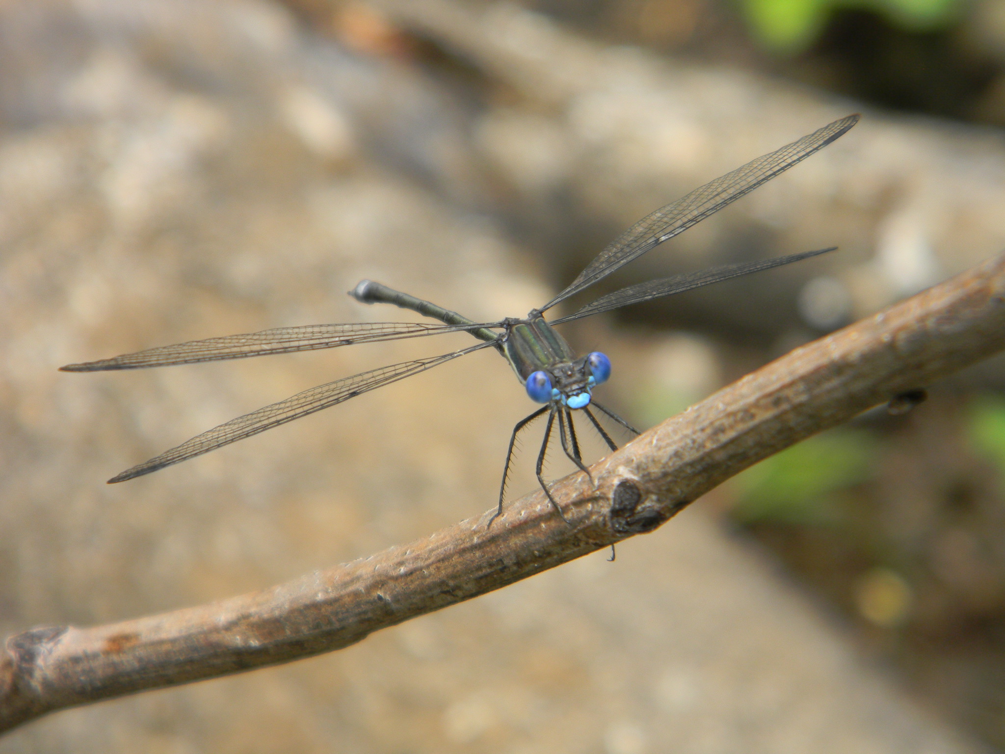 Blue Dragon