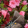 Butterfly 2