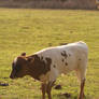 Cow 1