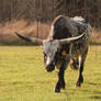 Cow 3