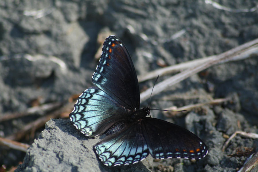 Butterfly 3