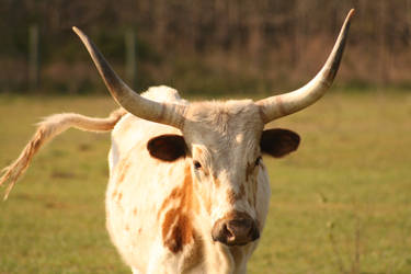 Cow 4