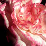 Pink Carnation 6