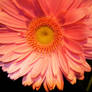 Pink Flower 1