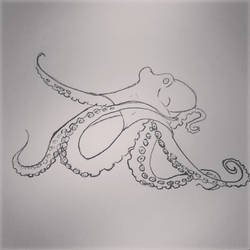 Octopus Sketch