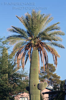 Cactus palm