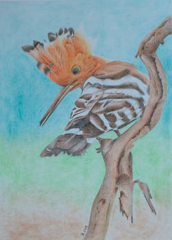 Hoopoe