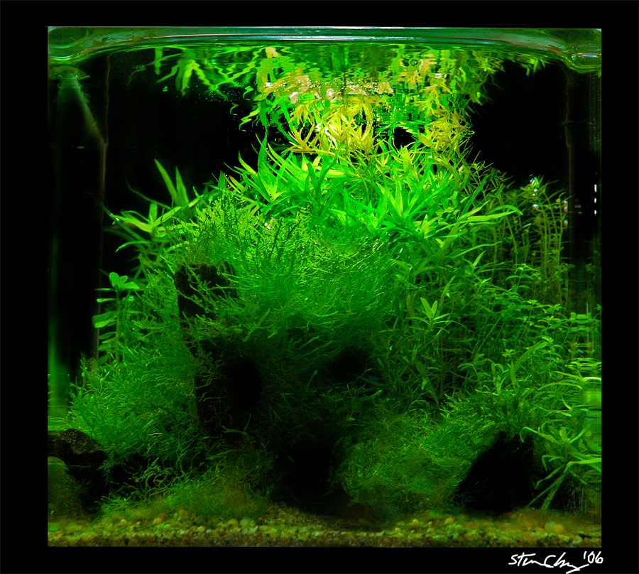 'Aquascape' Green Mountain 2