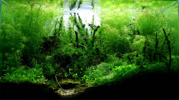 Aquascape 2007:  Bamboo Forest