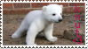 Knut Stamp