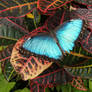 Blue Butterfly