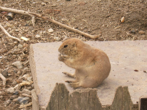 Black-tailed Prairie dog 2