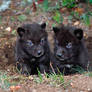 Wolf cubs