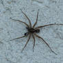 BrownRecluse